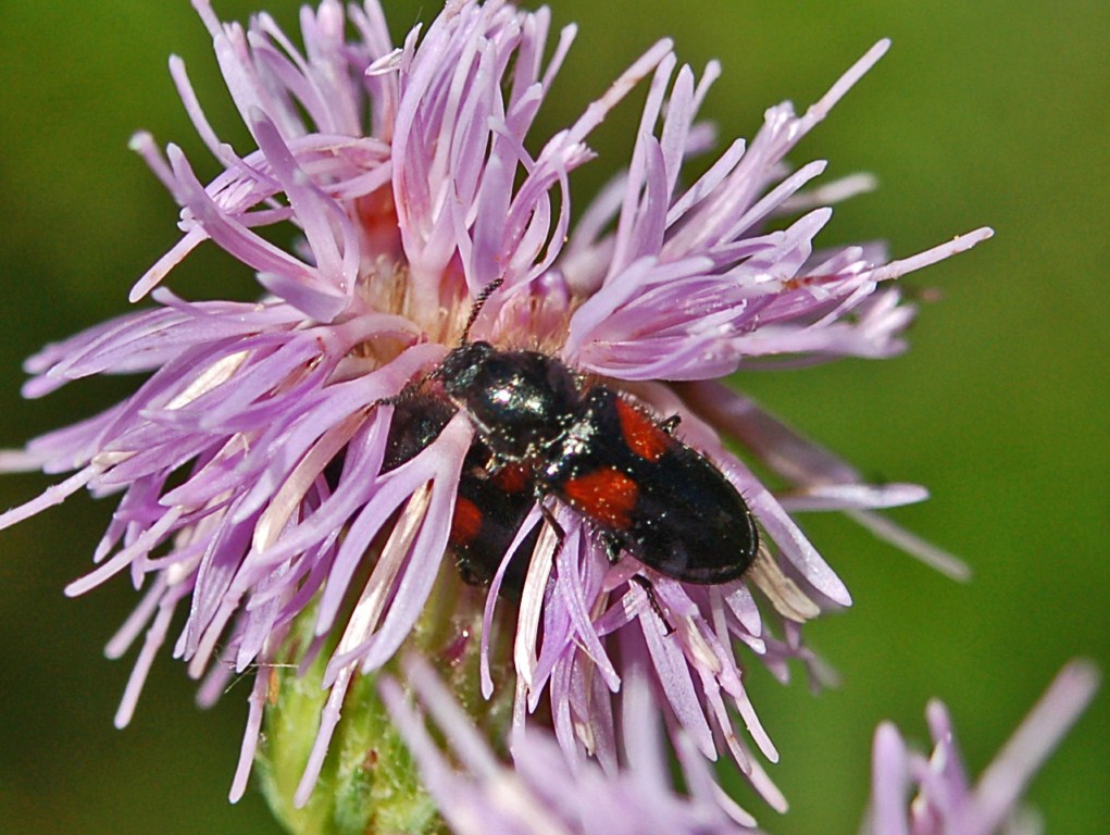 Un piccolo coleottero da determinare